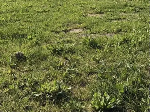 Terreno en Venta 33  mts Frente