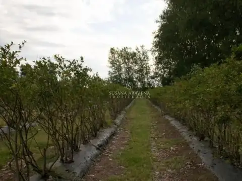 CAMPO VENTA LOS CARDALES