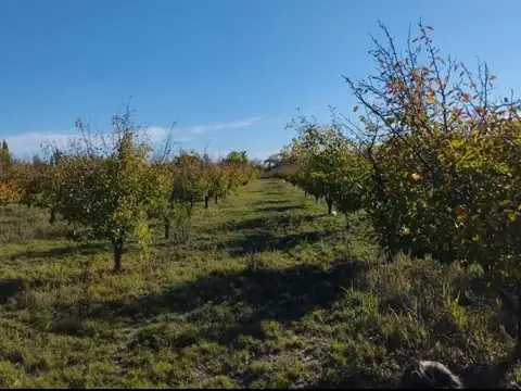 VENTA  CAMPO 40 HECTAREAS EN BOWEN GENERAL ALVEAR MENDOZA