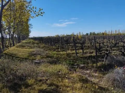 VENTA  CAMPO 40 HECTAREAS EN BOWEN GENERAL ALVEAR MENDOZA