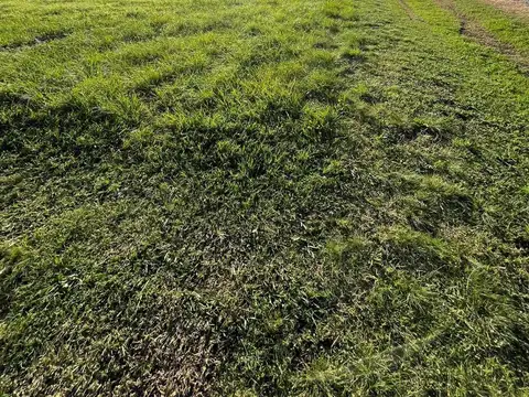 Terreno en Venta en Manzanares, USD 20.000