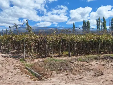 Venta de Finca en producción.