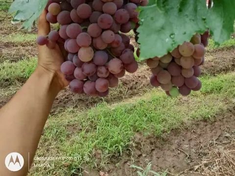 Venta de Finca en producción.