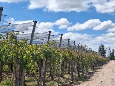 Venta de Finca en producción.