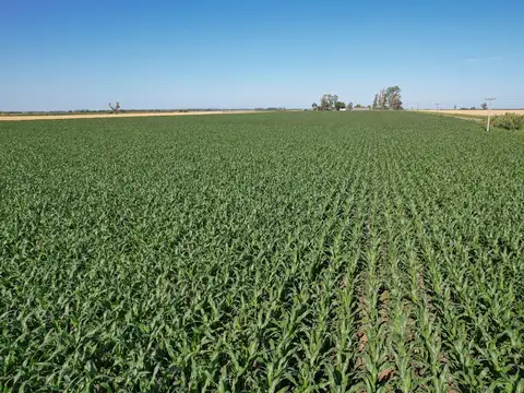 Campo Agricola en Venta en Alvarez