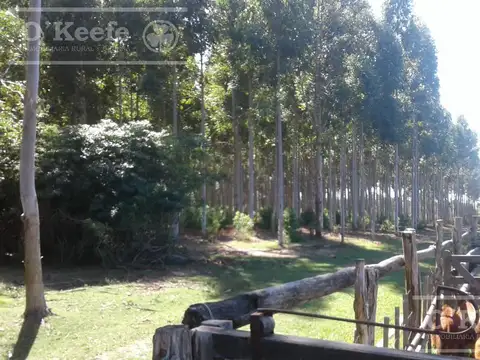 300 has FORESTAL - Ganadera Ruta 14 Corrientes -FInanciación