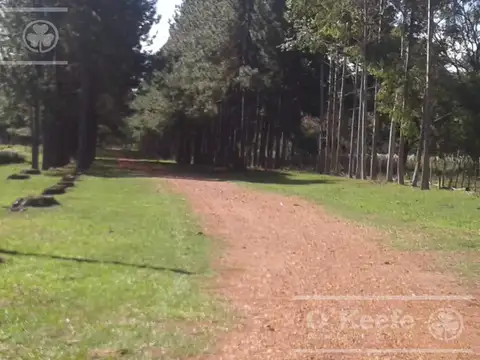 300 has FORESTAL - Ganadera Ruta 14 Corrientes -FInanciación