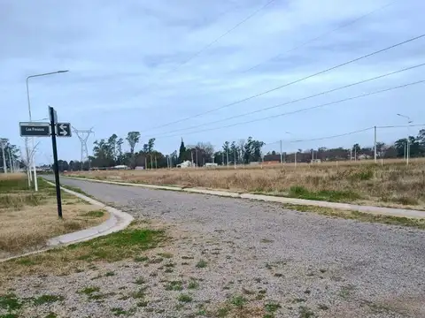 Palo Borracho S/n