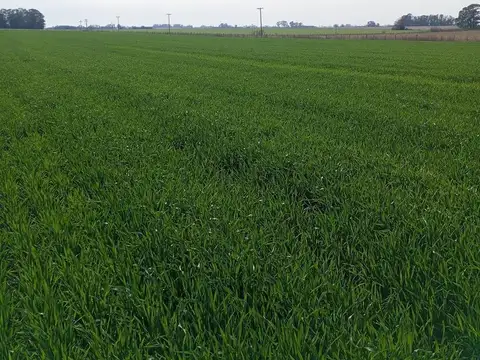 Campo en Ramallo Paraíso 28 hectáreas