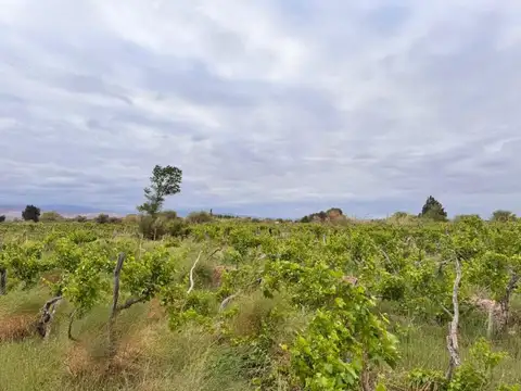 SE VENDE TERRENO EN FIAMBALA -  DPTO TINOGASTA
