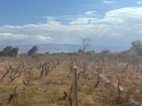 SE VENDE TERRENO EN FIAMBALA -  DPTO TINOGASTA