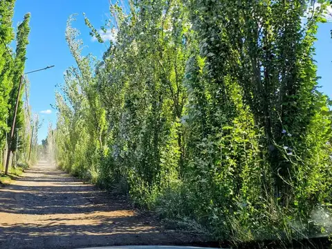 Terreno en Venta en Plottier, USD 305.000