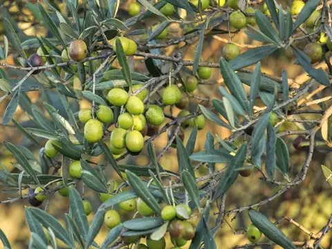 Chacra 8,4 hectáreas en Sierra de las Ánimas