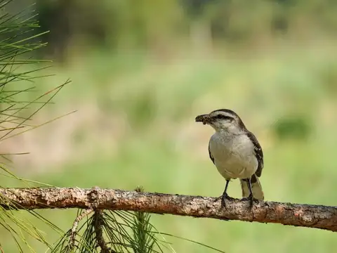 Carlos Mattos Moglia