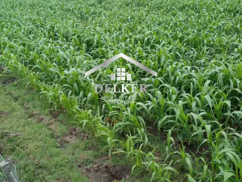 ALQUILER CAMPO AGRICOLA PARA GANADERIA 160 HA EN GUALEGUAYCHU ENTRE RIOS