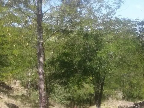 Bartolomé Mitre