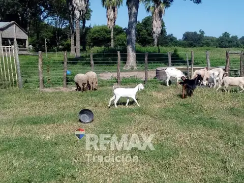 Campo en venta 315 has Pampa del Indio