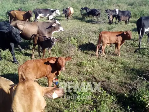 Campo en venta 315 has Pampa del Indio