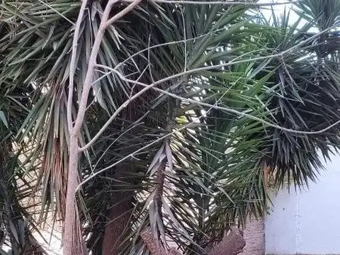 Depto Tipo Casa 4 ambientes con 1 baño