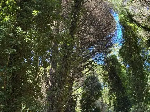 Terreno en Venta 42  mts Fondo