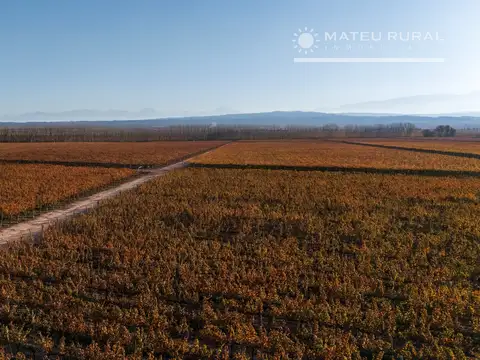 Finca en Alto Agrelo