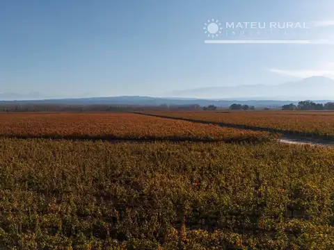 Campo en Venta de 200  ha