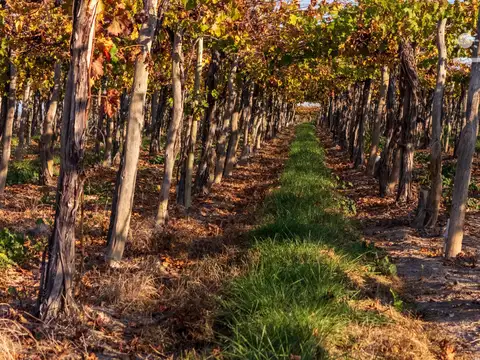 Finca en Alto Agrelo