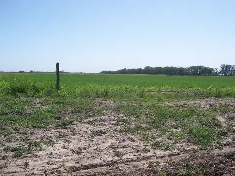 CAMPO APTO GANADERIA Y AGRICULTURA- COLONIA DORA