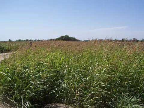 Formosa 300
