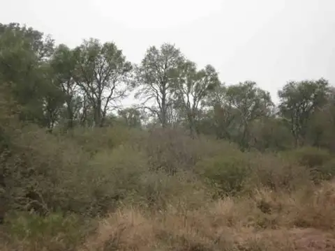CAMPO APTO GANADERIA Y AGRICULTURA- COLONIA DORA