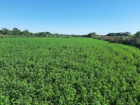 CAMPO EN VENTA SURI POZO - SANTIAGO DEL ESTERO