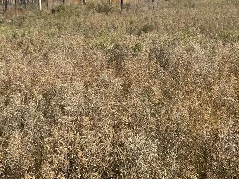 Lote en venta 1.000 m2 Rodeo del Medio Maipú