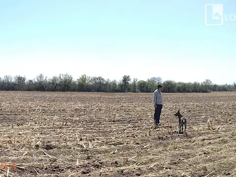 Campo en Venta Agrícola