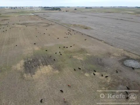 Campo mixto de 324 has de General Alvear
