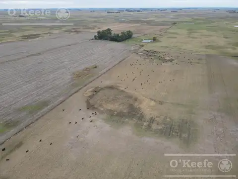 Campo en venta de 324 has de General Alvear