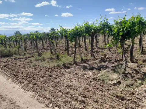Finca 44 has con viñedos lavalle mendoza