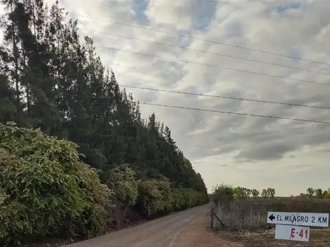 EXCELENTE CAMPO DE 50 HAS.  EN EXALTACION DE LA CRUZ- POLO