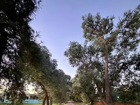 Las Casuarinas Pilar Del Este