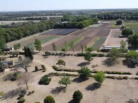 CAMINO A SANTA ROSA  (LOTE) 100