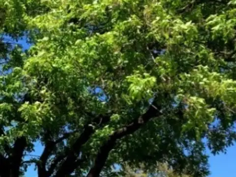 TERRENO BARRIO LA FORESTA