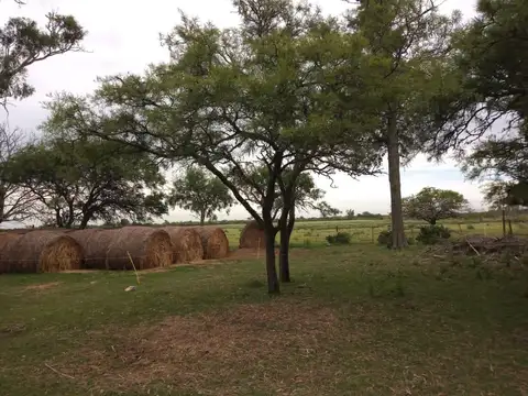 105 has ganaderas Col. Nueva- Las Colonias-Santa Fé