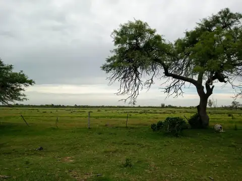 105 has ganaderas Col. Nueva- Las Colonias-Santa Fé
