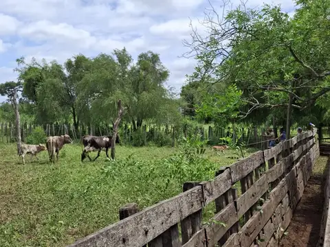 FORMOSA - Ruta 81 cercano a Chiriguanos