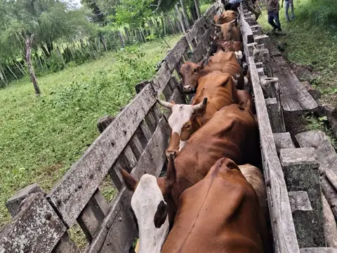 FORMOSA - Ruta 81 cercano a Chiriguanos