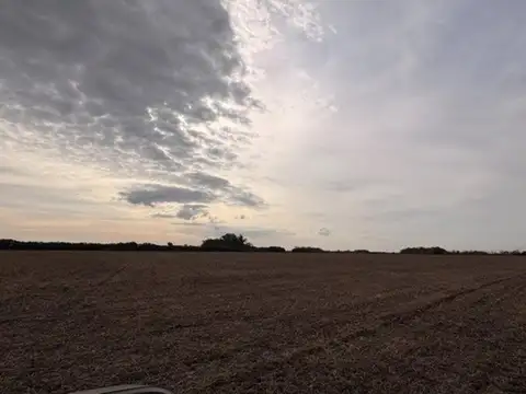 Campo en Venta Agrícola