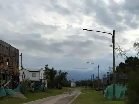 Labradores I 100