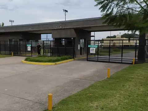 Labradores I 100