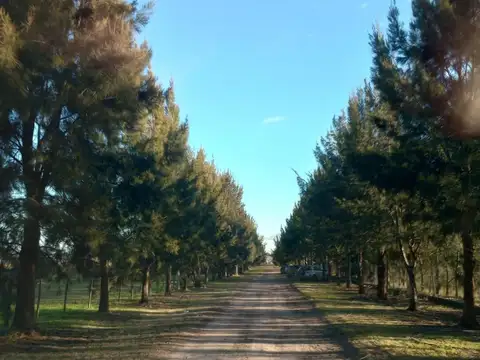 Calle 137 Entre 637 Y 650 - Arana