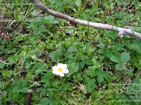 Chacra  9 has con Costa de Lago Lezana,  Cholila, Chubut