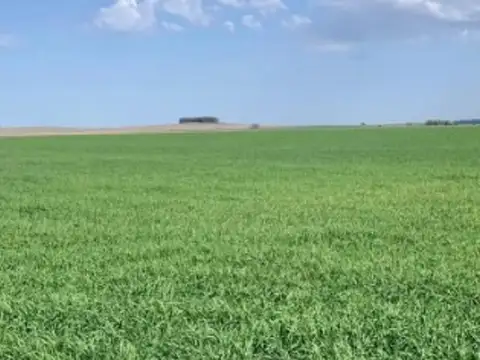 Campo Agrícola De 100 Hectáreas En Venta General Lamadrid